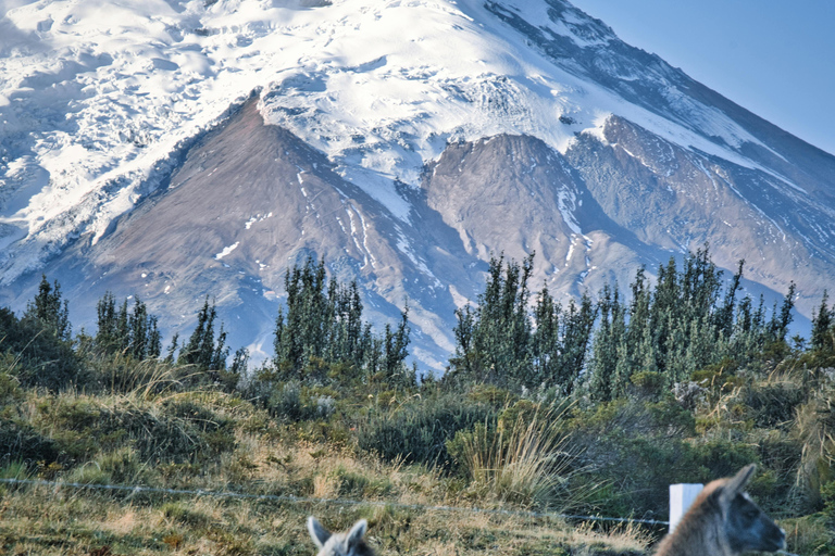 Route to Cotopaxi: Snow, Adventure, Altitude & Páramo Picnic