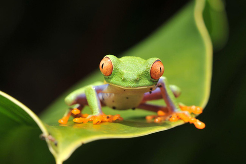 Costa Rica in 4 Days: Wildlife, Hot Springs & Tortillas