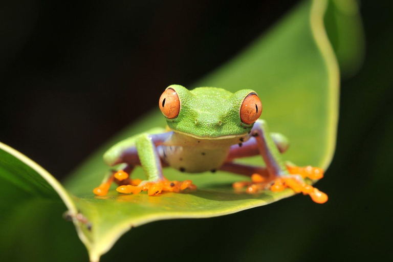 Costa Rica in 4 Days: Wildlife, Hot Springs & Tortillas