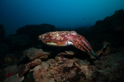Phuket/Khao Lak: Similan Scuba Dive Day Trip by Speedboat MV Wave Rider | Surin Islands and Richelieu Premium 2-Dive