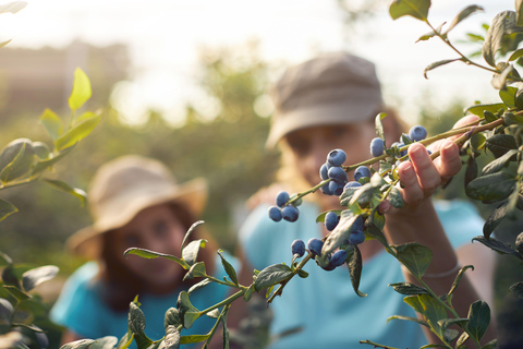 Helsinki: Berry picking with guide & Finnish BBQ + Photos