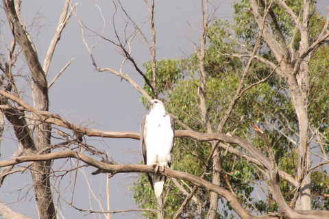 Hobart: Huon River White Water Jet Boat Ride
