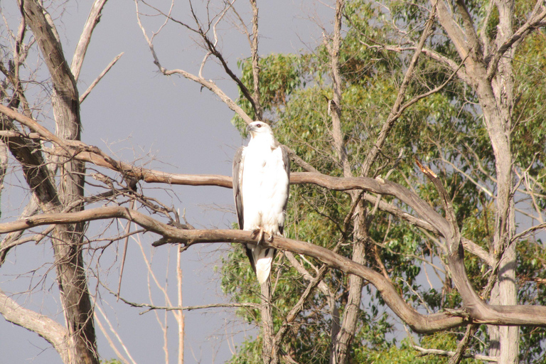 Hobart: Huon River White Water Jet Boat Ride