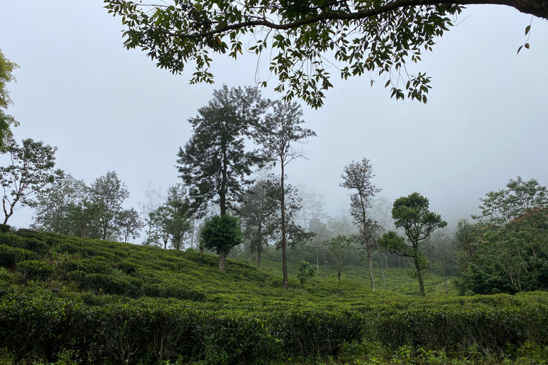 LOCATION: Hanthana to Galaha Pekoe Trail Stage 01 Trek Pekoe Trail Stage 01 -Hanthana to Galaha Tracking