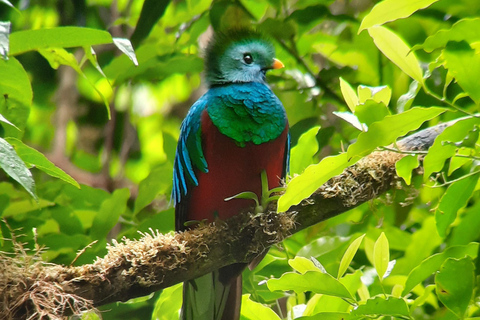 Monteverde: tour di osservazione degli uccelli