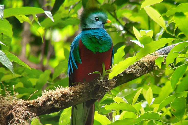 Monteverde: tour di osservazione degli uccelli