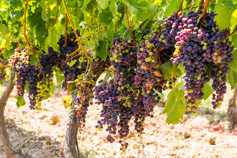 Wycieczka półdniowa z Nicei z degustacją organicznego wina i świętym Pawłem