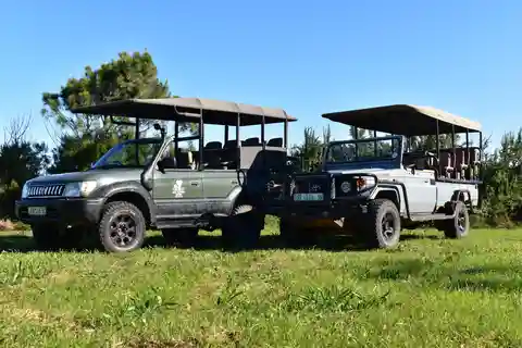 Safari into Schotia Full Day Tour