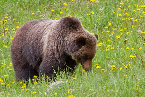 Banff: Private Lake Louise & Johnston Canyon Day Tour