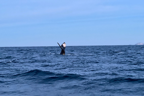 Vardø: Whales and Seabird RIB tour of Varanger