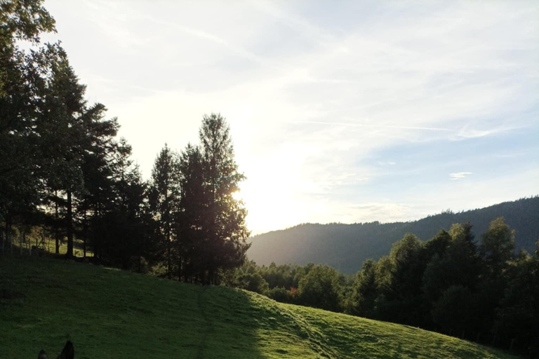 Luvigny: Donkey discovery walk Luvigny: Discovery walk with donkeys
