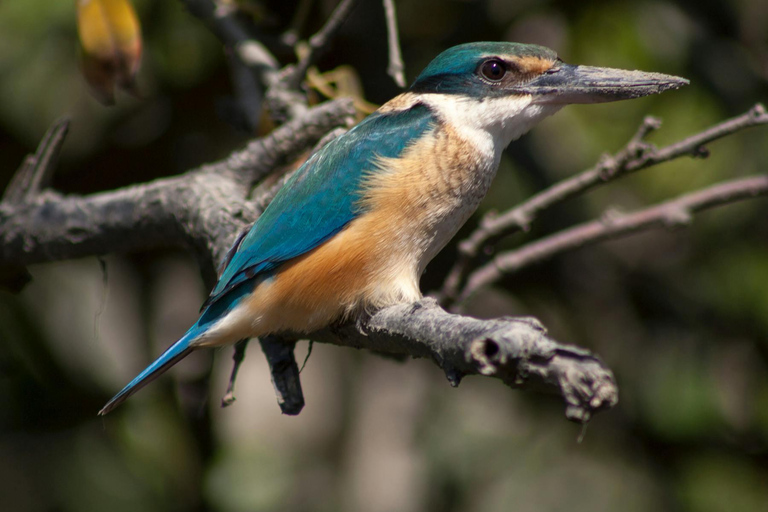 From Mirissa: Crocodile Watching River Boat Safari