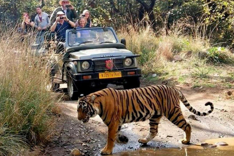 De Delhi: Excursão de 6 dias ao Triângulo Dourado com Safári do TigreTour com carro, guia de turismo, safári de tigre e hotel 3 estrelas