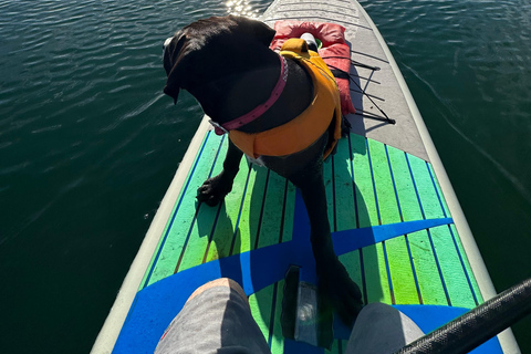 Marina del Rey: Paddleboard Rental Experience 1,5h Rental Experience