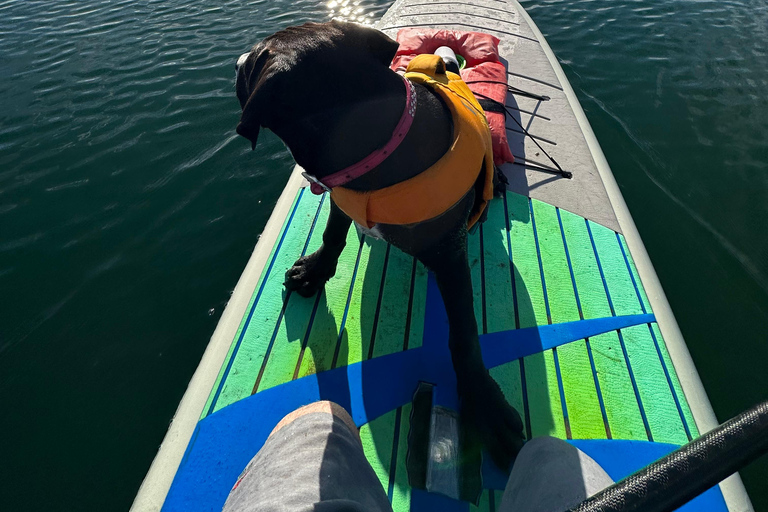 Marina del Rey: Paddleboard Rental Experience 1,5h Rental Experience