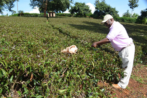 Nairobi : Purple tea farm.