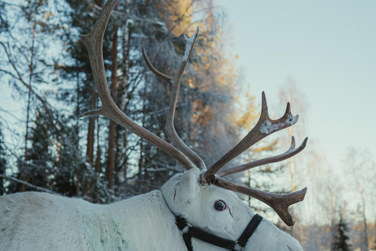 Rovaniemi: Reindeer Farm Visit with Photographer
