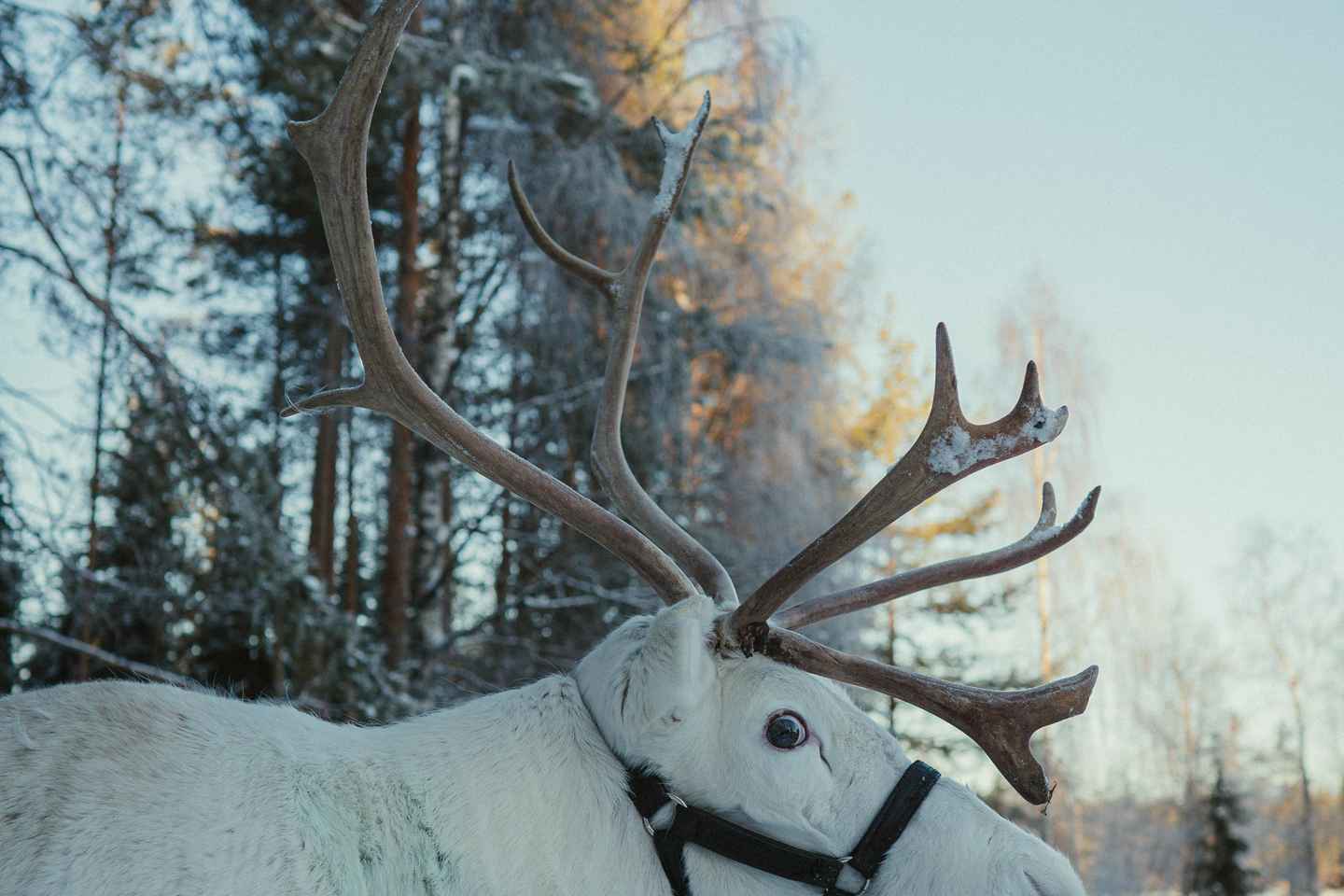 Rovaniemi: Reindeer Farm Visit with Photographer