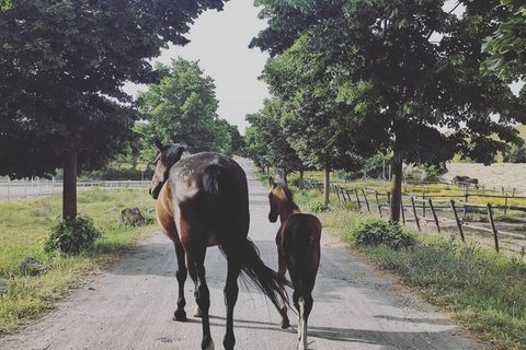 Rome: Lake Martignano Horseback Ride on a Private Estate Lake Martignano: Horseback Ride on a Private Estate