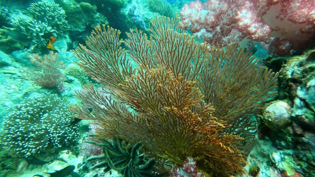 Snorkeling program 1 private boat lunch included