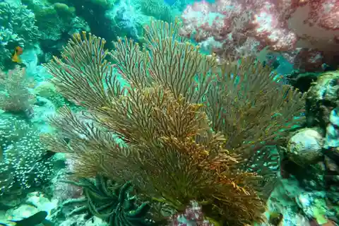Programme de plongée avec masque et tuba 1 déjeuner en bateau privé inclus
