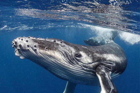 Panama City: Experience the best whale watching in Las Perlas Panama City: Experience the Best Whale Watching in Las Perlas