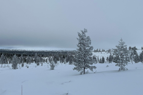 Saariselkä: Private UKK Park Snowshoe Walk & Cowboy Coffee