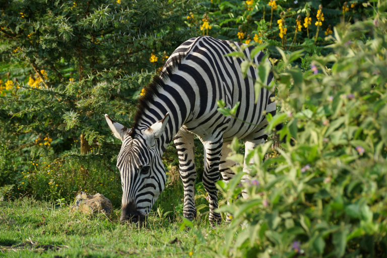Nairobi: 7-Day Safari Tour with Game Drives and Lodging