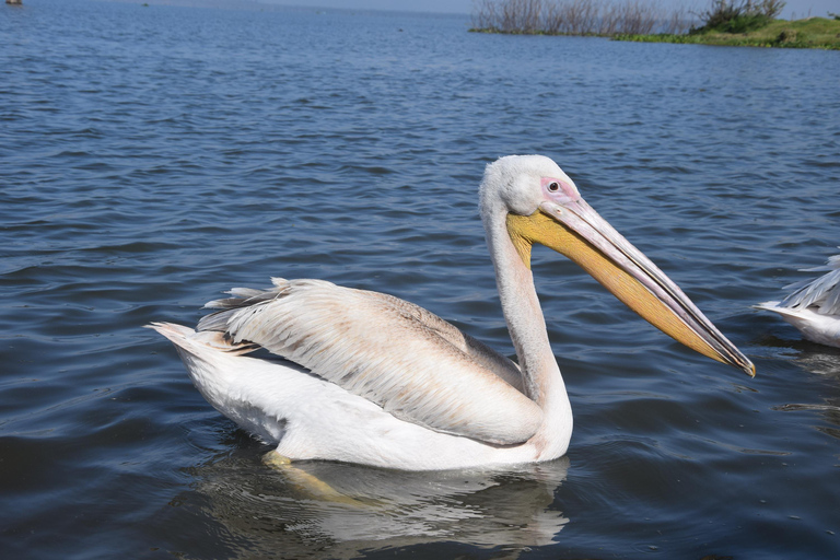 Lake Naivasha Tour: Kayak, Bike & Hike Through Hell's Gate! Lake Naivasha and Hell's Gate (from Naivasha)