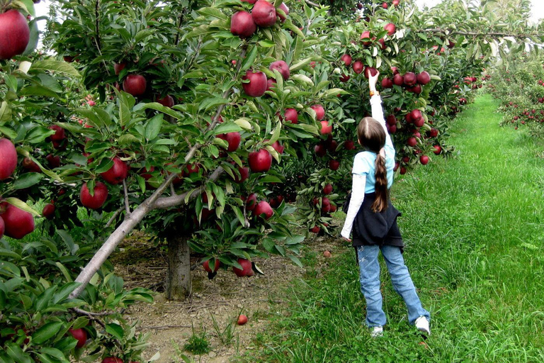 Montevideo: escursione alla zona umida di La Macarena con pranzoEscursione di un giorno alla zona umida della Macarena con pranzo e trasferimento
