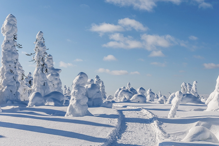 Rovaniemi: Local Guide Riisitunturi National Park Day Trip
