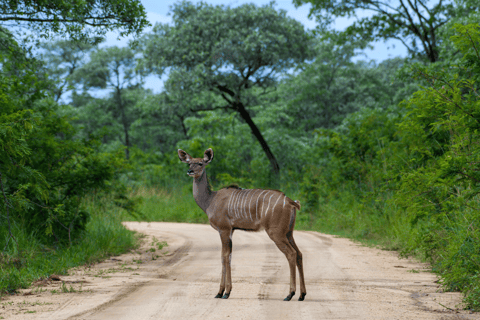 Da Cidade do Cabo ao Kruger: Safári de 3 dias no Parque Kruger