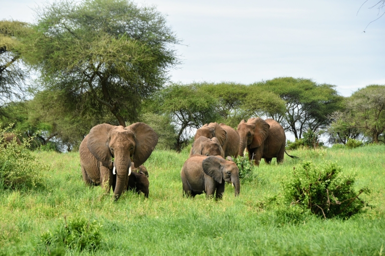Serengeti : 4 jours de safari