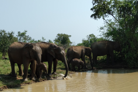 Ella: Traslado a Mirissa/Galle/Hikkaduwa y Safari Udawalawe