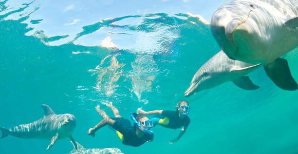 Ocean Symphony: The Dolphin & Whale Encounter Experience