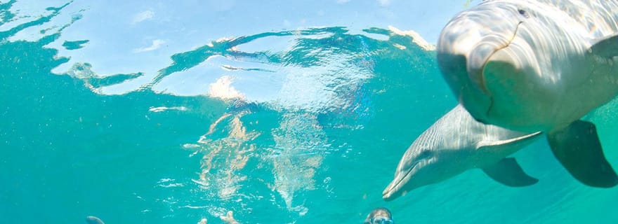 Ocean Symphony : l'expérience de rencontre avec les dauphins et les baleines