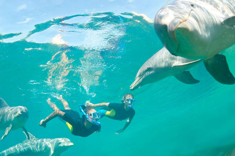 Ocean Symphony: The Dolphin &amp; Whale Encounter Experience