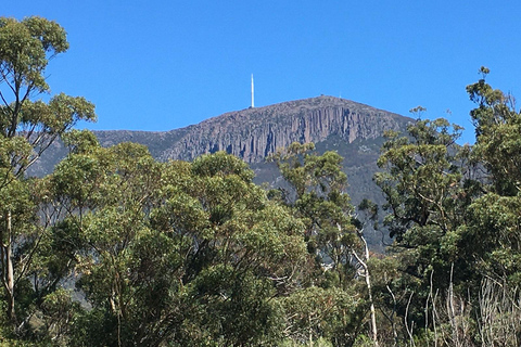 Depuis Hobart : Sommet du Mont Wellington et excursion à vélo dans la forêt tropicale