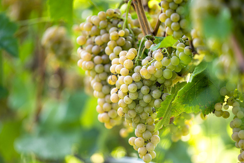 From Durres: Farmland, Vineyard &amp; Wine Tasting Tour