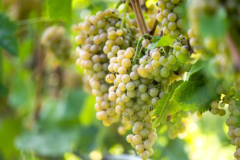 From Durres: Farmland, Vineyard &amp; Wine Tasting Tour