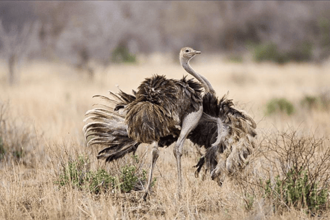 阿鲁沙：3日姆科马齐国家公园与马赛村落之旅