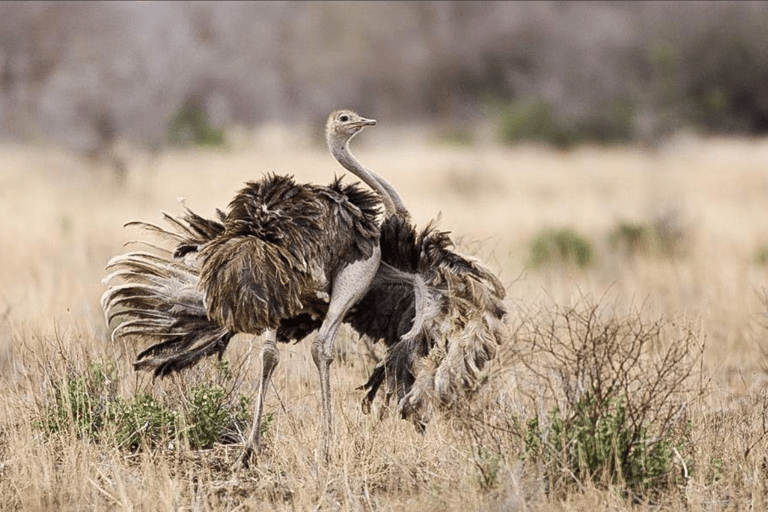 阿鲁沙：3日姆科马齐国家公园与马赛村落之旅