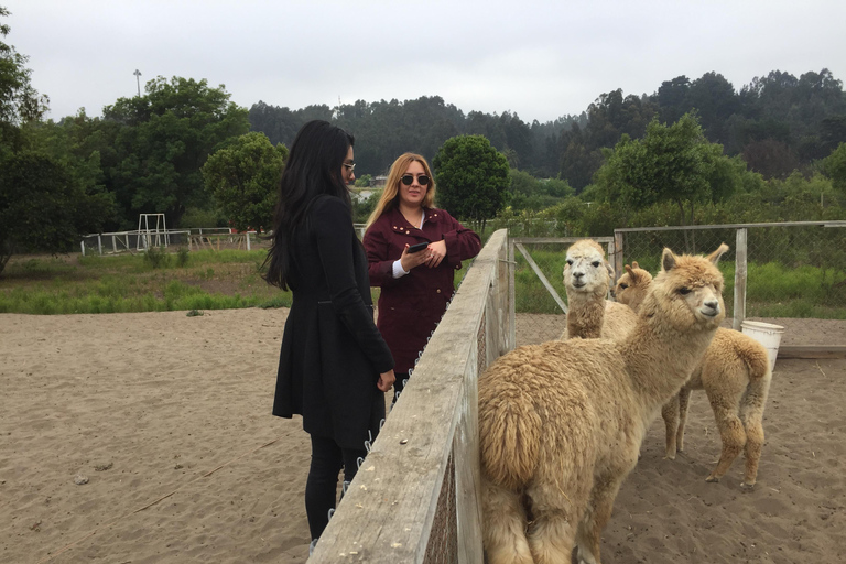 Lunch, Birdwatching in Wetlands &amp; Horse Ride from Valparaíso