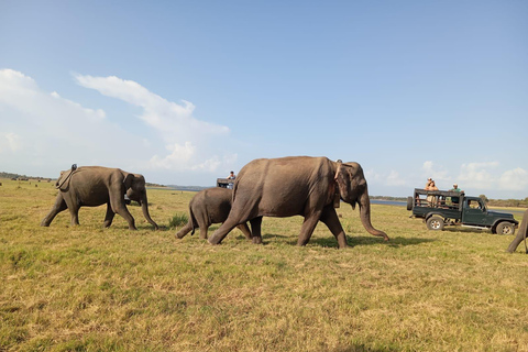 Minneriya: Safari de jipe no Parque Nacional de Minneriya com serviço de busca