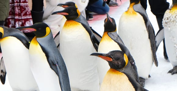 Hokkaido: Tagestour zu den Highlights – Asahiyama-Zoo, Blauer Teich und Biei