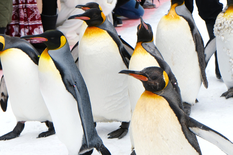 المغادرة من سابورو: جولة حديقة حيوان أساهياما الشتوية ليوم واحدمغادرة فندق سابورو طوكيو آر إي آي (ب