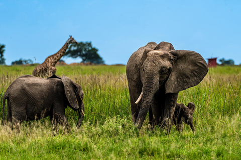 From Zanzibar: Best Day Safari Mikumi with flights and lunch