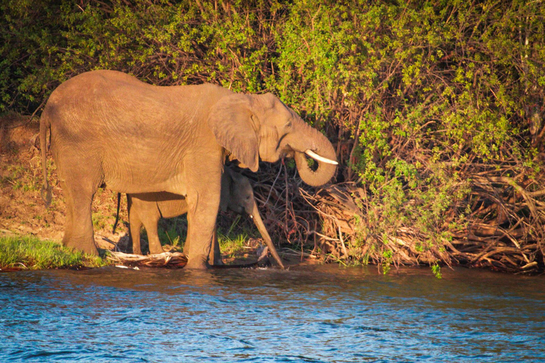 Zambezi National Park: Extended Game Drive With Snacks