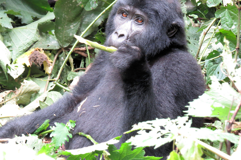 Uganda: 8-dniowa Wielka Piątka, Złota Małpa, Goryle i Szympansy