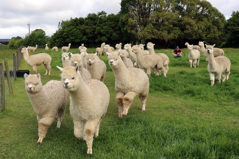 From Christchurch: Alpaca Farm Tour with Feeding and Guide